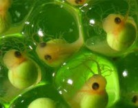 /album/elmundodelasranas/renacuajos-jpg/